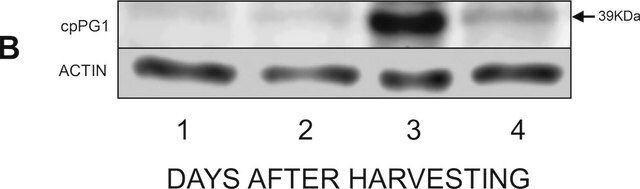 抗アクチン（植物）抗体、マウスモノクローナル clone 10-B3 (MAbGPa), purified from hybridoma cell culture