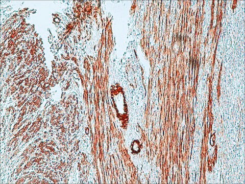 Anti-Maus-IgG (Fab-spezifisch)–Peroxidase in Ziege hergestellte Antikörper affinity isolated antibody, buffered aqueous solution