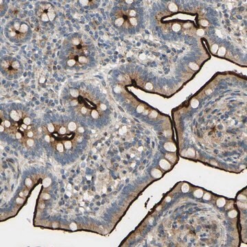 Anti-ARHGAP1 antibody produced in rabbit Ab2, Prestige Antibodies&#174; Powered by Atlas Antibodies, affinity isolated antibody, buffered aqueous glycerol solution