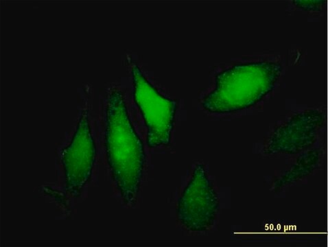 Anti-DNALI1 antibody produced in mouse purified immunoglobulin, buffered aqueous solution