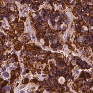 Anti-CSH1 antibody produced in rabbit Prestige Antibodies&#174; Powered by Atlas Antibodies, affinity isolated antibody, buffered aqueous glycerol solution