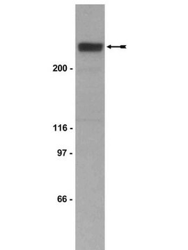 Anticorps anti-p300&nbsp;CT, clone&nbsp;RW128 clone RW128, Upstate&#174;, from mouse