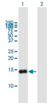 Anti-G0S2 antibody produced in mouse purified immunoglobulin, buffered aqueous solution