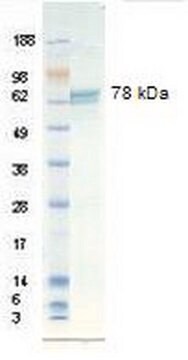 Vitronectin, human, rekombinant