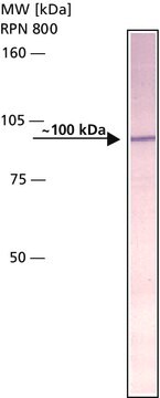 抗アミロイド前駆体タンパク質, N-末端 ウサギ宿主抗体 IgG fraction of antiserum, buffered aqueous solution