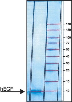 重组人表皮细胞生长因子 EGF, recombinant, expressed in E. coli, lyophilized powder, suitable for cell culture