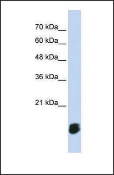 Anti-GLRX5 antibody produced in rabbit affinity isolated antibody