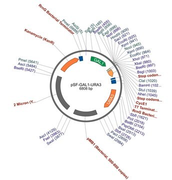 PSF-GAL1-URA3 - GALACTOSE INDUCIBLE YEAST PLASMID plasmid vector for molecular cloning