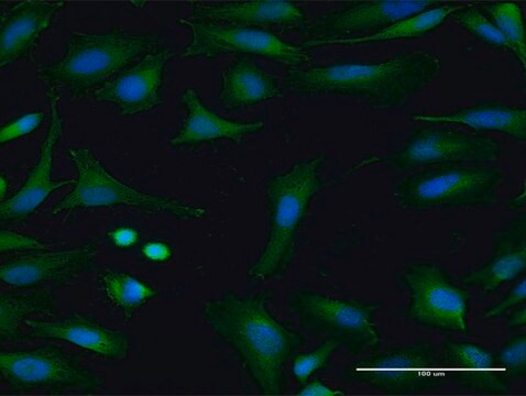 Anti-FMO3 antibody produced in mouse purified immunoglobulin, buffered aqueous solution