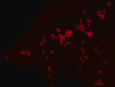 Rhodamine B labeled Polymyxin B Ready Made Solution For fluorescent microbial imaging, 1.1&#160;mg/mL in water