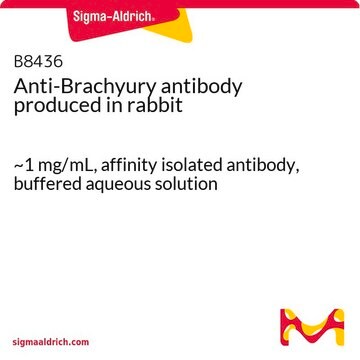 Anti-Brachyury 兔抗 ~1&#160;mg/mL, affinity isolated antibody, buffered aqueous solution