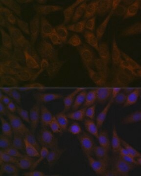 Anti-ARF5 antibody produced in rabbit