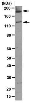 Anti-Abl (c-, v-, Bcr-) Antibody, clone 24-21 clone 24-21, from mouse