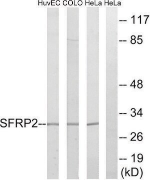 Anti-SFRP2 antibody produced in rabbit affinity isolated antibody