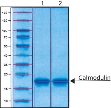 カルモジュリン ウシ recombinant, expressed in E. coli, lyophilized powder, &#8805;98% (SDS-PAGE)