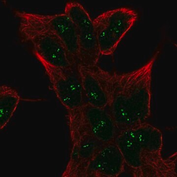 Anti-SESN1 antibody produced in rabbit Prestige Antibodies&#174; Powered by Atlas Antibodies, affinity isolated antibody