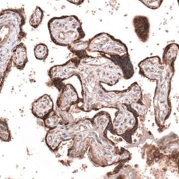 Monoclonal Anti-Wnt5A Antibody Produced In Mouse Prestige Antibodies&#174; Powered by Atlas Antibodies, clone CL13683, affinity isolated antibody, buffered aqueous glycerol solution