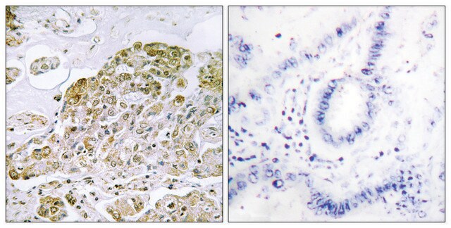 抗TFEB, N-末端 ウサギ宿主抗体 affinity isolated antibody