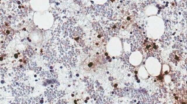 Anti-Cathelicidin/FALL-39/LL-37 Antibody, clone 8C10.1 clone 8C10.1, from mouse