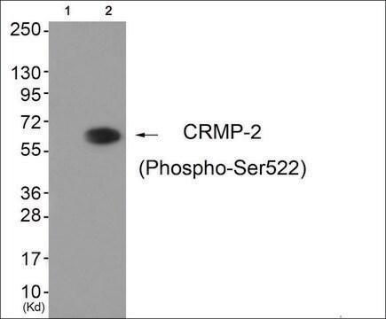 Anty-fosfo-CRMP-2(pSer522) affinity isolated antibody