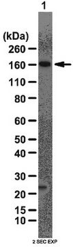 Przeciwciało anty-AS160 from rabbit, purified by affinity chromatography