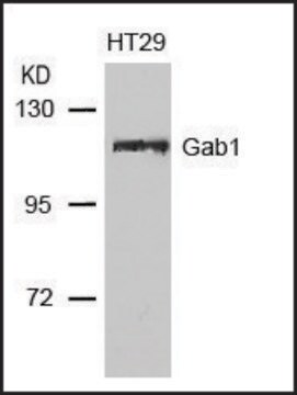 Anti-GAB1 (Ab-627) antibody produced in rabbit affinity isolated antibody