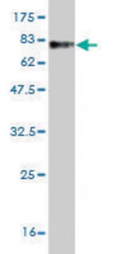 Monoclonal Anti-ZWILCH antibody produced in mouse clone 1C9, purified immunoglobulin, buffered aqueous solution