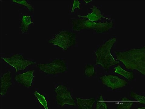 ANTI-DLX5 antibody produced in mouse clone 4C6, purified immunoglobulin, buffered aqueous solution