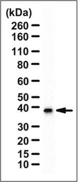 Anti-G&#946;5 Antibody serum, from rabbit