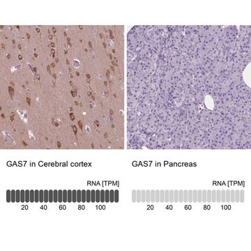 Anti-GAS7 antibody produced in rabbit Prestige Antibodies&#174; Powered by Atlas Antibodies, affinity isolated antibody, buffered aqueous glycerol solution