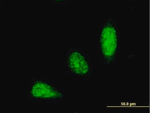 Monoclonal Anti-TRIM31 antibody produced in mouse clone 2G11, purified immunoglobulin, buffered aqueous solution