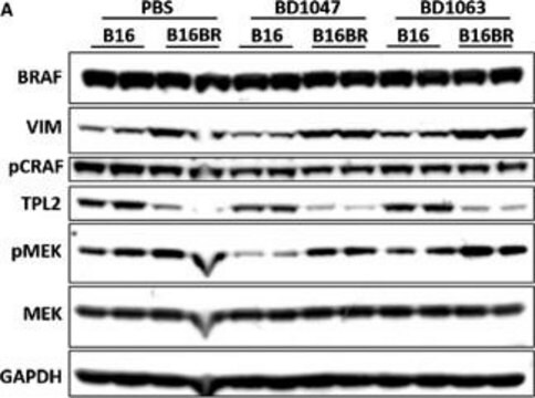 Monoklonale Anti-GAPDH&#8722;-Peroxidase in Maus hergestellte Antikörper clone GAPDH-71.1, purified immunoglobulin, buffered aqueous solution