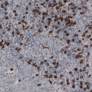 Monoclonal Anti-CD8A antibody produced in mouse Prestige Antibodies&#174; Powered by Atlas Antibodies, clone CL1529, purified immunoglobulin, buffered aqueous glycerol solution