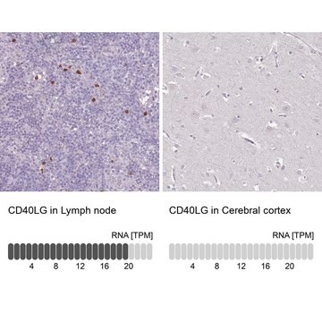 抗CD40LG抗体 ウサギ宿主抗体 Prestige Antibodies&#174; Powered by Atlas Antibodies, affinity isolated antibody, buffered aqueous glycerol solution