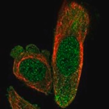 Anti-EXOSC4 antibody produced in rabbit Prestige Antibodies&#174; Powered by Atlas Antibodies, affinity isolated antibody, buffered aqueous glycerol solution