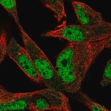 Anti-POLN antibody produced in rabbit Prestige Antibodies&#174; Powered by Atlas Antibodies, affinity isolated antibody