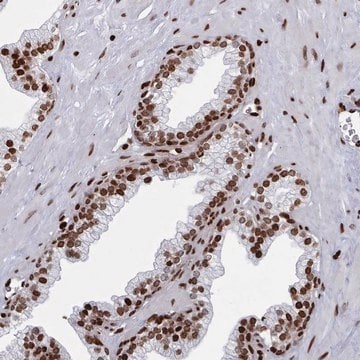 Anti-PCDHB11 antibody produced in rabbit Prestige Antibodies&#174; Powered by Atlas Antibodies, affinity isolated antibody, buffered aqueous glycerol solution