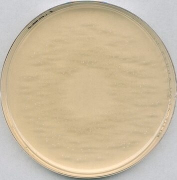 ROGOSA-Agar Lactobacillus selective agar for microbiology