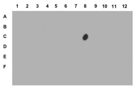 Anti-phospho-Histone H3 (Ser28) Antibody from rabbit, purified by affinity chromatography