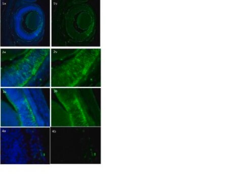 Anti-RalDH3 (ALDH1A3) from rabbit, purified by affinity chromatography