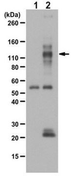 Anti-phospho TIE2/TEK-Antikörper (Tyr992) 0.25&#160;mg/mL, from rabbit