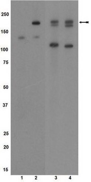 Przeciwciało anty-fosfoVEGFR2/Flk-1/KDR (Tyr1054) Upstate&#174;, from rabbit