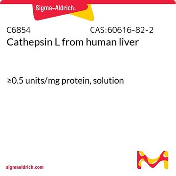 Cathepsin L from human liver &#8805;0.5&#160;units/mg protein, solution