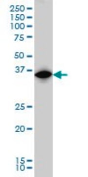 Monoclonal Anti-IRF1 antibody produced in mouse clone 2E4, purified immunoglobulin, buffered aqueous solution