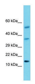 Anti-HCRT antibody produced in rabbit affinity isolated antibody