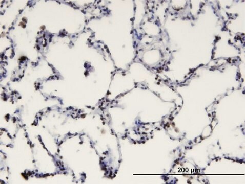 Monoclonal Anti-MBD1 antibody produced in mouse clone 2C7, purified immunoglobulin, buffered aqueous solution