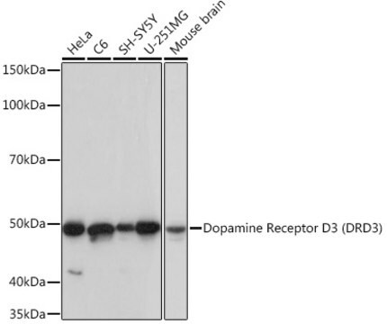 Przeciwciało przeciw receptorowi dopaminy D3 (DRD3), klon 5L1P4, królicze monoklonalne