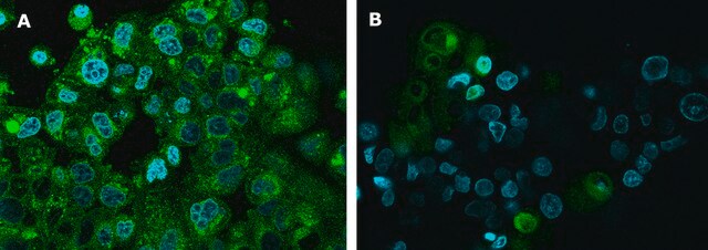 BioTracker&#8482; Clickable Polyamine Spermidine Live Cell Probe