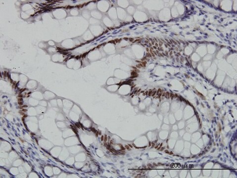 Monoclonal Anti-TCF7L2, (C-terminal) antibody produced in mouse clone 3A4, purified immunoglobulin, buffered aqueous solution