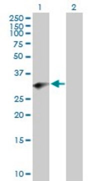 Anti-PRRX2 antibody produced in mouse purified immunoglobulin, buffered aqueous solution